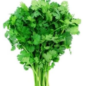 Cilantro - 24 Ct