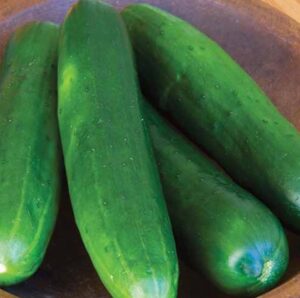 Cucumber Select USA 50 Lb