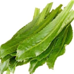 Culantro 4 -6 Ct