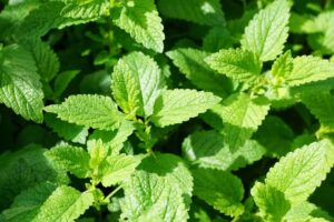Fresh Mint leaves1 Lb