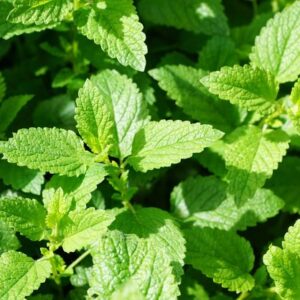 Fresh Mint leaves1 Lb