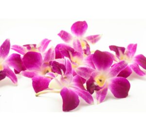 Orchid flowers