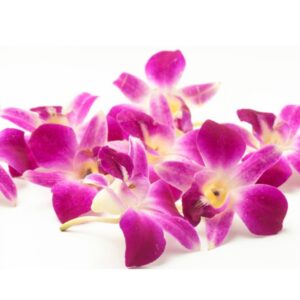 Orchid flowers
