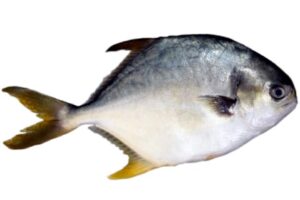 Pompano fish
