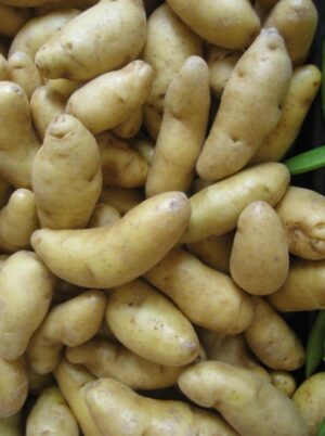 Potato finger 5 lb