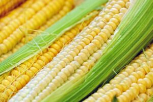 Fresh Corn in husk
