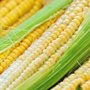 Fresh Corn in husk