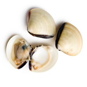 White clams ( Little Neck IVP )