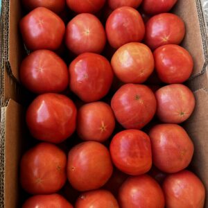 Tomato Vine  6x6 -  (Utility) 25 Lb