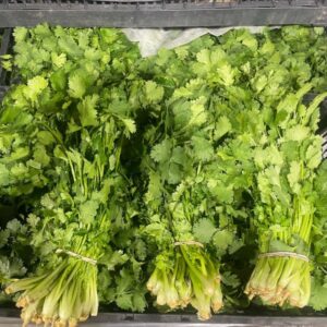 Cilantro California 60 Ct