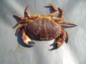 Frozen Whole clean crab 5-7 (20 pounds )