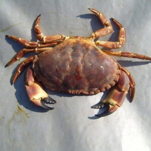 Frozen Whole clean crab 5-7 (20 pounds )