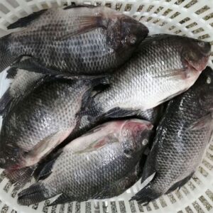 Frozen Whole Tilapia, 650-750g - 10 lbs